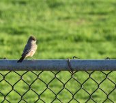 WesternWoodPewee_12-23-23_7380.jpg