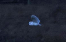 A Barn Owl 001.jpg