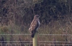 A Buzzard 001.jpg