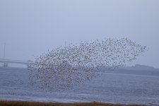 A Dunlin 001.jpg