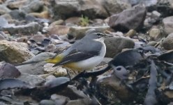 D Grey Wagtail 001.jpg