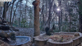 Forest Nook for birds and wildlife - live camera 13-0-21 screenshot.png