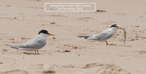 DSC02129 Little Tern Colony @ Karagi Point banner bf.jpeg