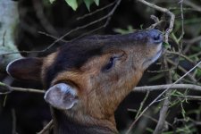 20240101 (16)_Muntjac.JPG