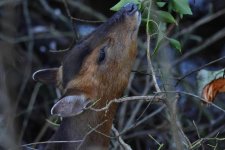 20240101 (17)_Muntjac.JPG