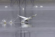 20230103 - Whooper take-off.jpg