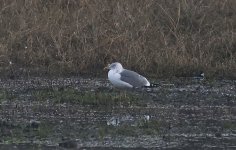 A Hybrid Gull 003.jpg