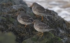 B Purple Sandpiper 001.jpg