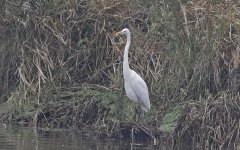 C Great White Egret 001.jpg