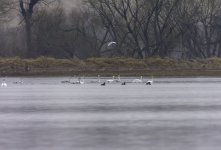 20230103 - Whoopers and Geese.jpg