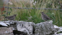 30 July 2023 A petrosus with begging young Westray Orkney.jpg