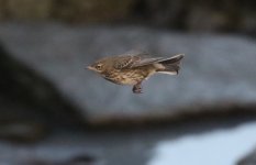 A p littoralis perhaps 19 December 2023 Westray Orkney.jpg