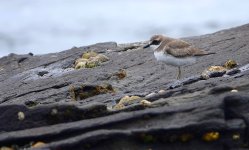 DSC02260 Siberian Plover @ Long Reef.bf.jpeg