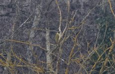 A Green Woodpecker 001.jpg