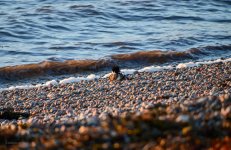 20231118 - Passing Eider.jpg