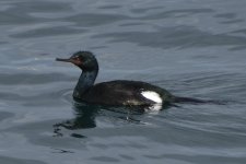 Pelagic Cormorant 2024-01-02.JPG