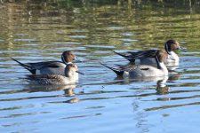 Northern Pintails 2024-01-07 a.JPG