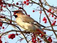 waxwing colchester 03-01-2024 2280.JPG