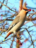 waxwing colchester 03-01-2024 1859.JPG