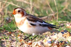 snonw bunting Mersea 06-01-2024 2575T.JPG