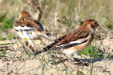 snow bunting Mersea 06-01-2024 2532.JPG