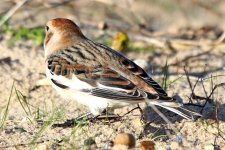 snow bunting Mersea 06-01-2024 2538.JPG