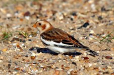 snow bunting Mersea 06-01-2024 2624.JPG