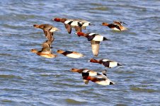 widgeon Mersea 06-01-2024 2508.JPG