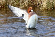 widgeon Mersea 06-01-2024 2673.JPG