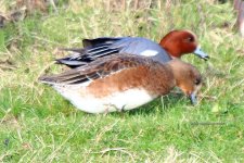 widgeon pair Mersea 06-01-2024 2491.JPG