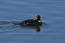 Common Goldeneye 2024-01-08 a.JPG