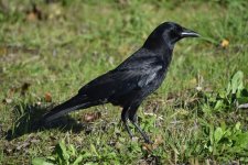 American Crow 2024-01-08 a.JPG