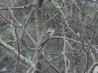 brambling2.JPG