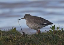 A Redshank 001.jpg