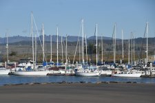 Harbor Seals  2024-01-11 a.JPG