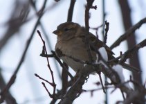 Sparrow_Rtn_1-16-24_8958.jpg