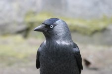 Jackdaw 2.jpg