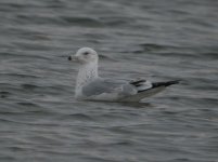 ring billed gull.jpg