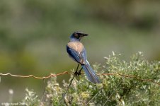 westernScrubJay_X0198_72l.jpg