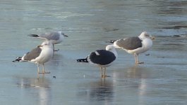 Gull - Moors - 17 01 23.JPG