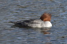 Common Merganser 2024-01-15 h.JPG