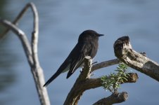 Black Phoebe 2024-01-15 a.JPG