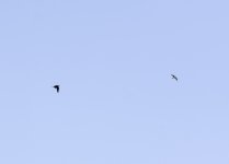 20240118 - Corvid vs BoP 9.jpg