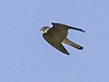 20240118 - Corvid vs BoP 3-EDIT.JPG