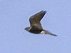 20240118 - Corvid vs BoP 8-EDIT.JPG