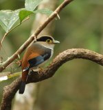 broadbill.JPG