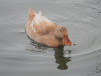 peking_brown_female_straight_tail.JPG