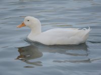 peking_duck_male_drake_feather_curl.JPG