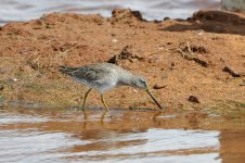 _DSC2060 Dowitcher copy.jpg