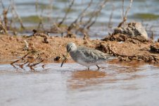 _DSC1943  Dowitcher copy.jpg